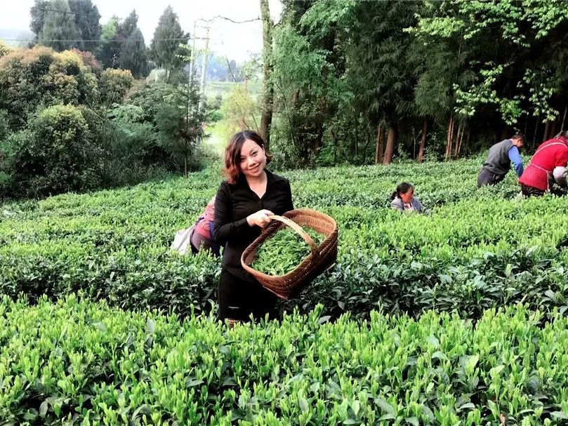 【決戰(zhàn)脫貧攻堅】蒙阿妹勵志要將都勻毛尖的名片越擦越亮